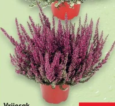 Vrijesak Calluna Beauty Ladies