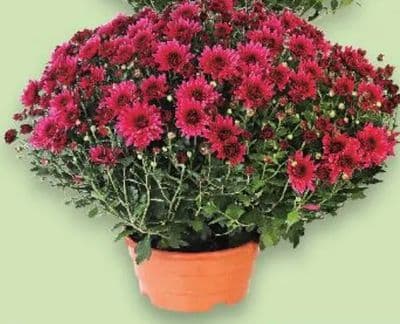 Krizantema multiflora