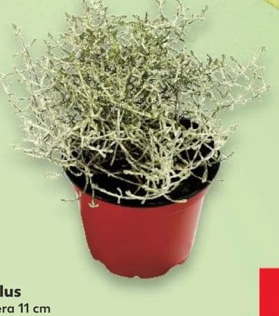 Calocephalus u tegli promjera 11 cm