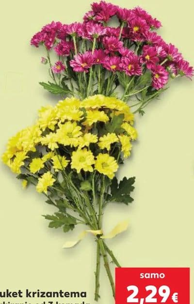 Erica u dvje boje, u tegli promjera 11 cm