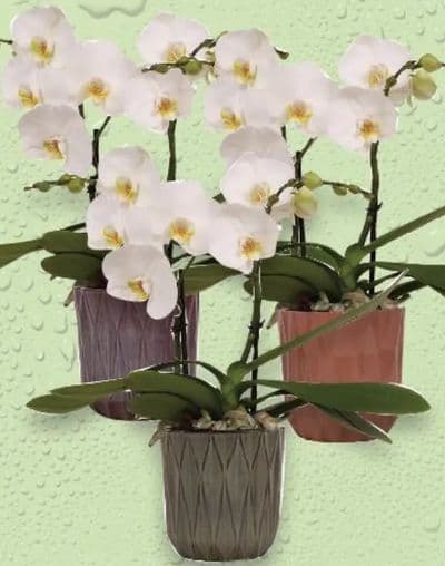 Orhideja Phalaenopsis „Shorty“