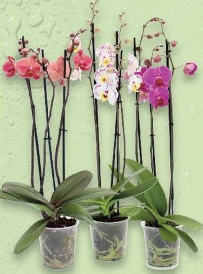 Orhideja Phalaenopsis