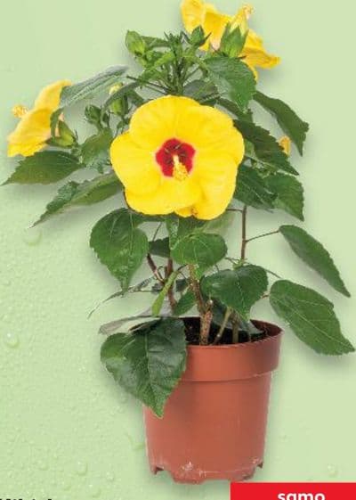 Hibiskus u tegli promjera 14 cm