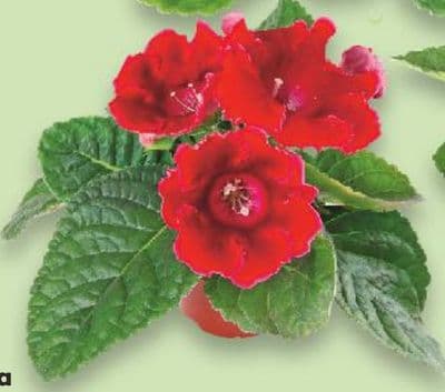 Gloxinija u tegli promjera 12 cm