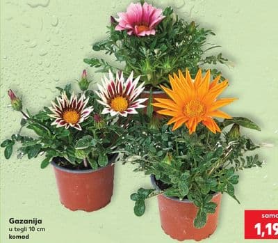 Gazanija