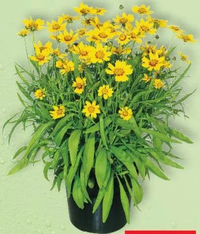 Coreopsis