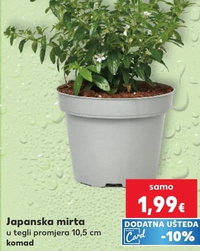 Japanska mirta