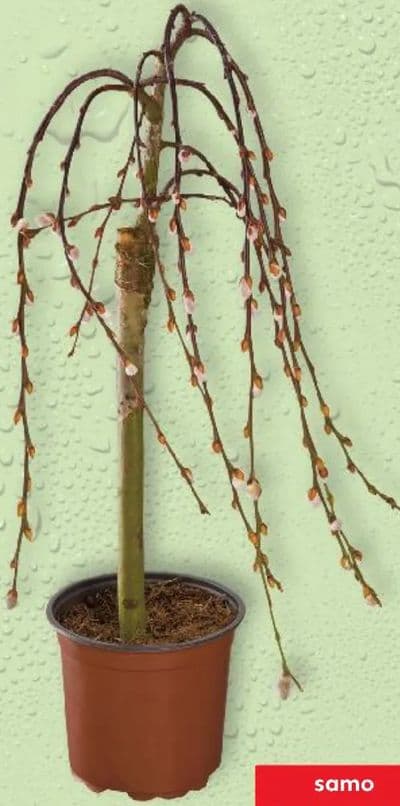 Japanska vrba u tegli promjera 19 cm
