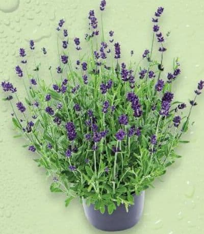Lavanda u tegli promjera 19 cm