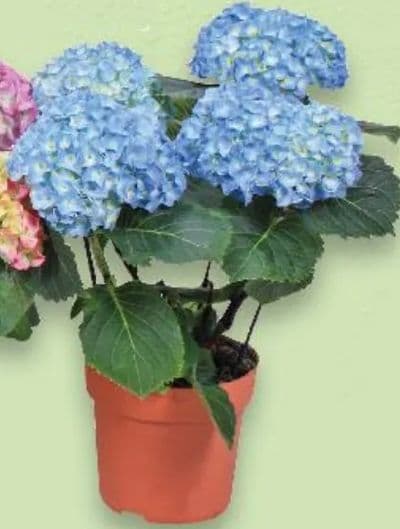 Hortenzija u tegli promjera 10,5 cm