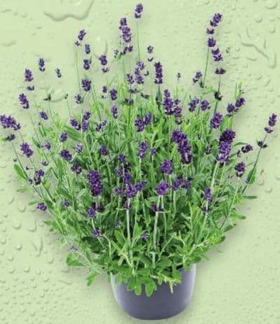 Lavanda u tegli promjera 19 cm