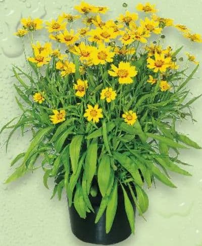 Coreopsis u tegli promjera 13 cm