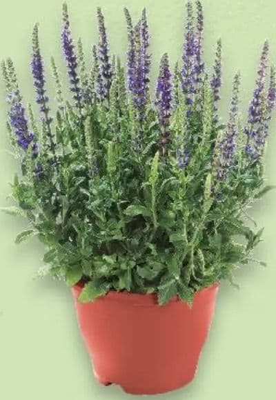 Salvia u tegli promjera 11 cm