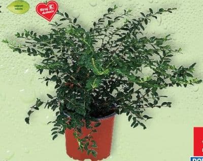 Lonicera u tegli promjera 10 cm