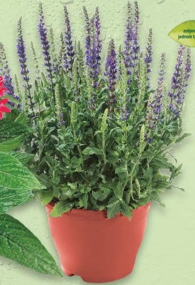 Pentas ili Salvija u tegli promjera 10 ili 11 cm