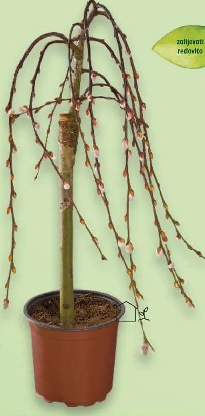 Japanska vrba u tegli promjera 19 cm