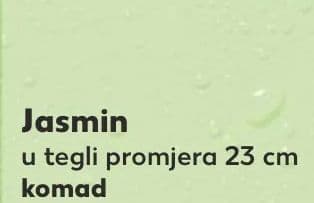 Jasmin
