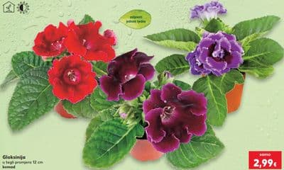 Gloxinija u tegli promjera 12 cm