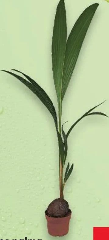 Kokus palma u tegli promjera 19 cm