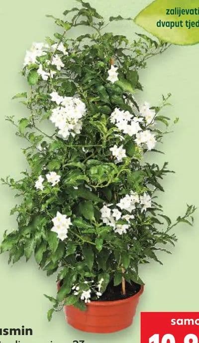 Jasmin u tegli promjera 23 cm