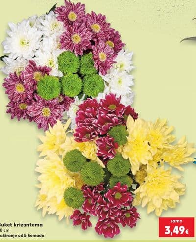 Buket krizantema 50 cm
