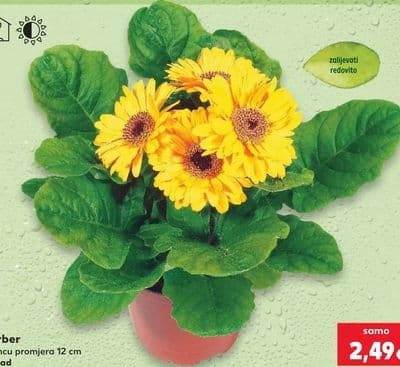 Gerber u loncu promjera 12 cm