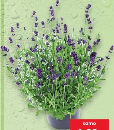 Lavanda u tegli promjera 10,5 cm