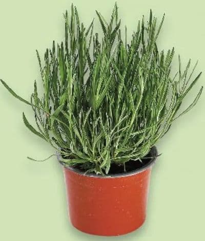 Lavanda