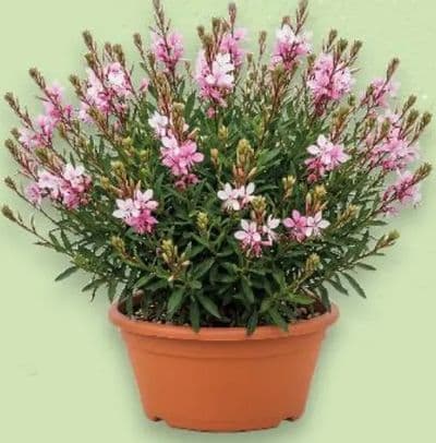 GAURA