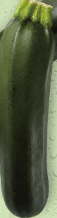 Tikvica