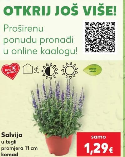 Salvia u tegli