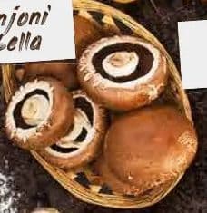 Šampinjoni Portabella