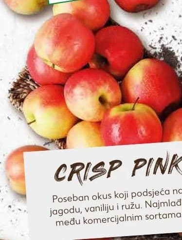 Crisp Pink jabuka