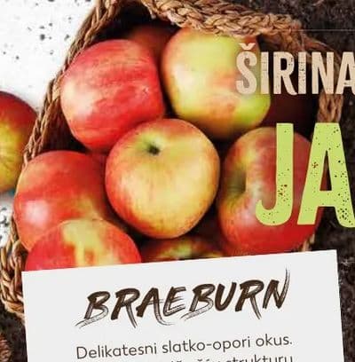 Braeburn jabuka