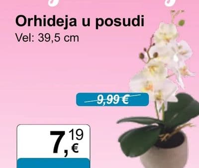 Orhideja u posudi