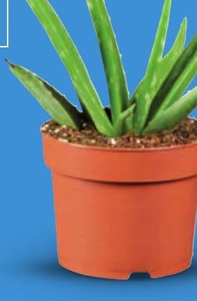 Aloe Vera