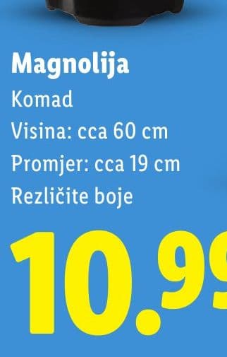 Magnolija