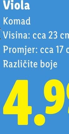 Viola
