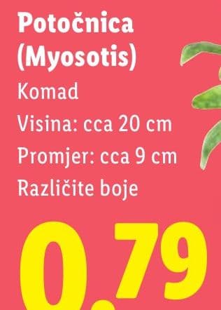 Potočnica (Myosotis)