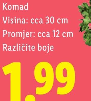 Ranunculus