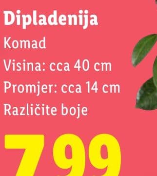 Dipladenija
