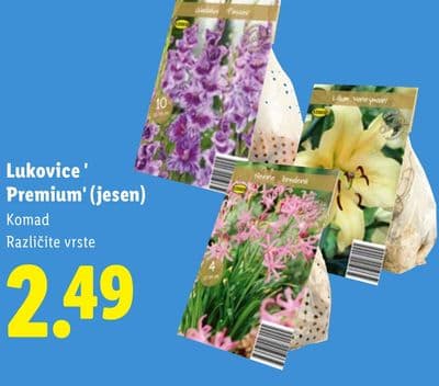 Lukovice 'Premium' (jesen)