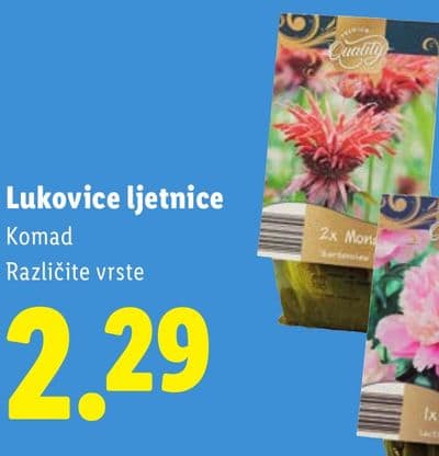 Lukovice ljetnice