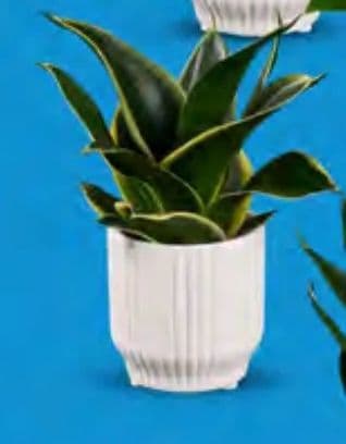 Gerberi