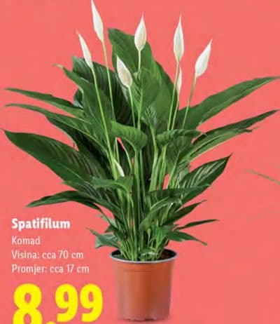 Spatifilum