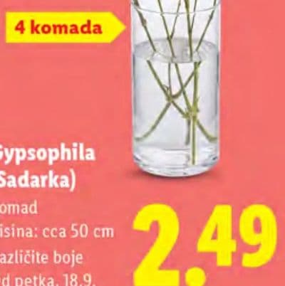 Gypsophila (Sadarka)