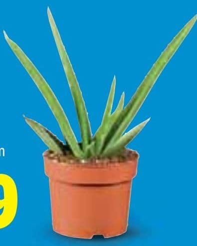 Aloe Vera