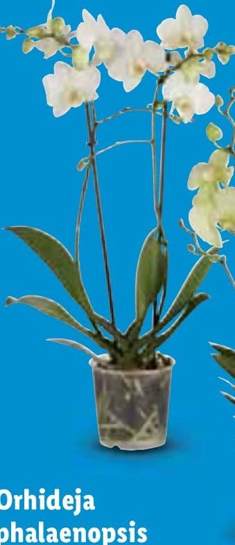 Orhideja phalaenopsis