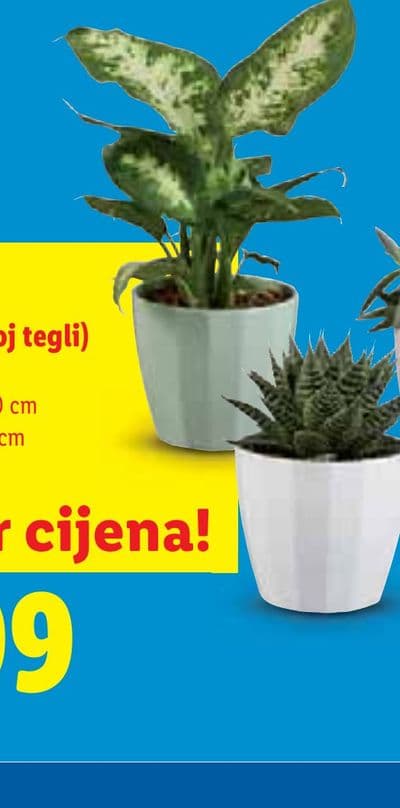Zeleni mix (u keramičkoj tegli)