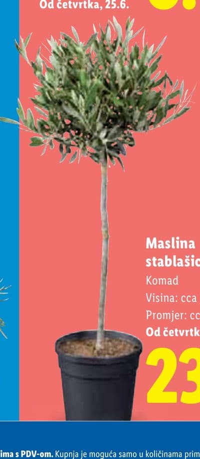 Maslina stablašica